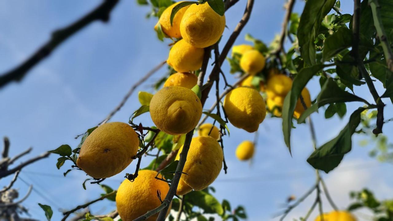 Ferienhaus Monte Da Ti Luzia Distrikt Faro